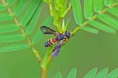 Cerceris blakei