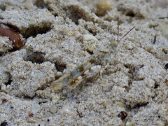 Trimerotropis maritima