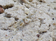 Trimerotropis maritima
