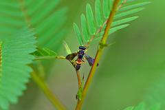 Cerceris blakei