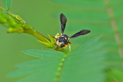 Cerceris blakei