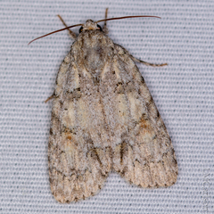 Acronicta increta