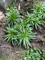 Lilium longiflorum