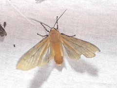 Halysidota leda