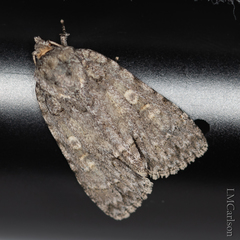 Acronicta immodica