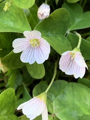 Oxalis