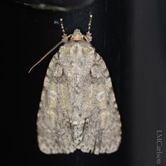 Acronicta immodica