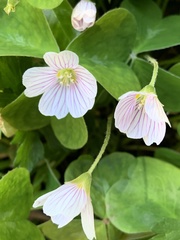 Oxalis