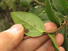 Xylosma spiculifera