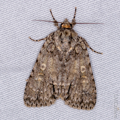 Acronicta immodica