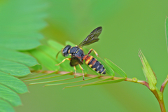 Cerceris blakei