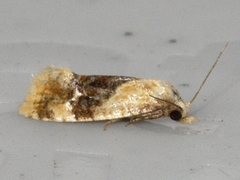 Cochylis bucera