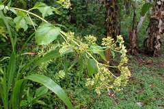 Schistocarpha eupatorioides
