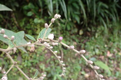 Cyrtocymura scorpioides
