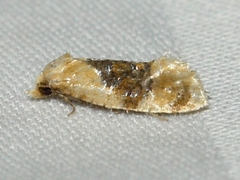 Cochylis bucera