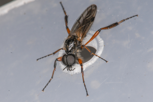 Yellow-footed March fly photo 3