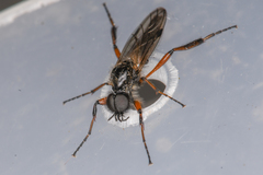Bibio palliatus