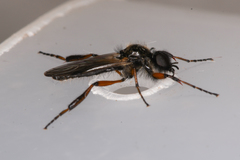 Bibio palliatus