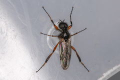 Bibio palliatus