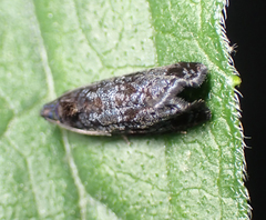 Hedya cyanana