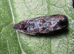Hedya cyanana