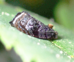 Hedya cyanana