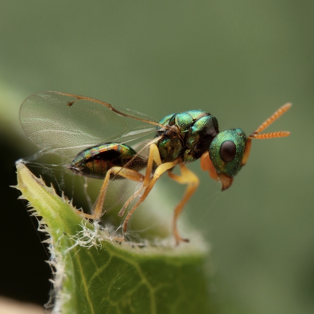 Halticoptera flavicornis