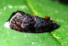 Hedya cyanana