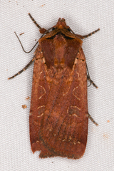 Parabagrotis