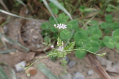 Valeriana chaerophylloides