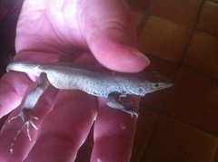 Aspidoscelis marmoratus