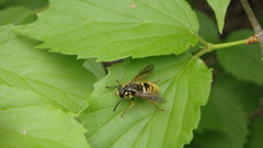 Temnostoma alternans