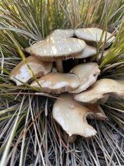 Agrocybe praecox