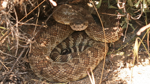 iNaturalist observation photo of Northern Pacific Rattlesnake