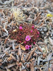 Androsace ochotensis