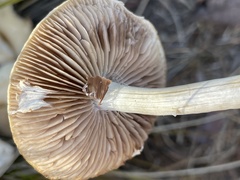Agrocybe praecox