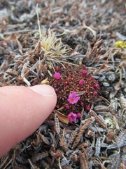 Androsace ochotensis