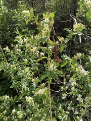 Lonicera morrowii
