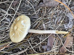 Agrocybe praecox