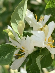 Lonicera morrowii