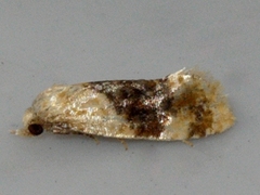 Cochylichroa