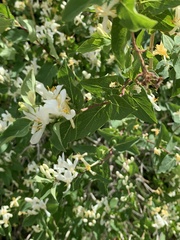 Lonicera morrowii