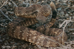 Crotalus stephensi