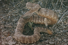 Crotalus stephensi