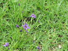 Sisyrinchium scabrum
