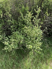 Lonicera morrowii