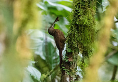 Campylorhamphus pusillus