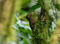 Campylorhamphus pusillus