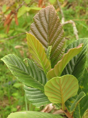 Ficus velutina