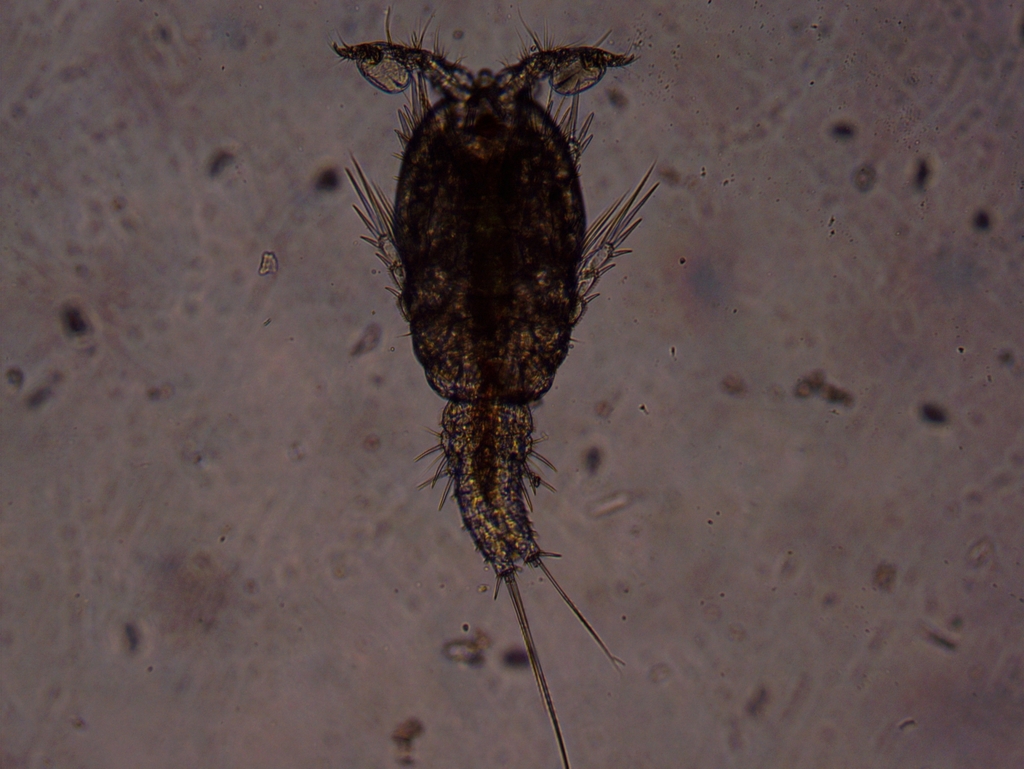 Tachidiidae